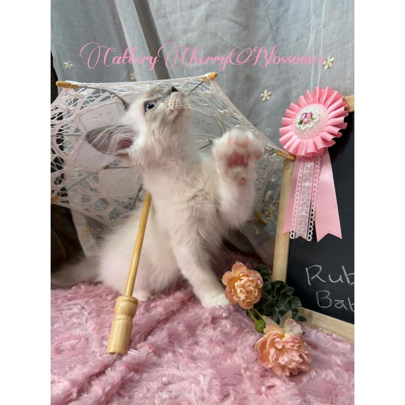 販売中の神奈川県のラグドール-137364の2枚目