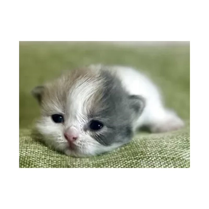 販売中の愛知県のミヌエット-137363の2枚目