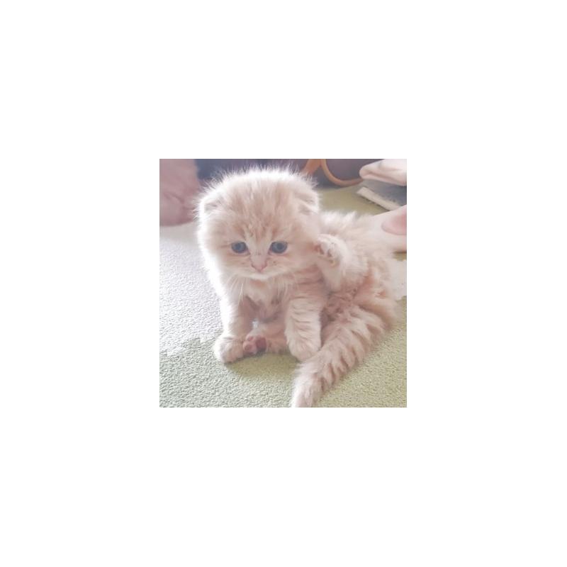 販売中の愛知県のスコティッシュフォールド-137365の6枚目