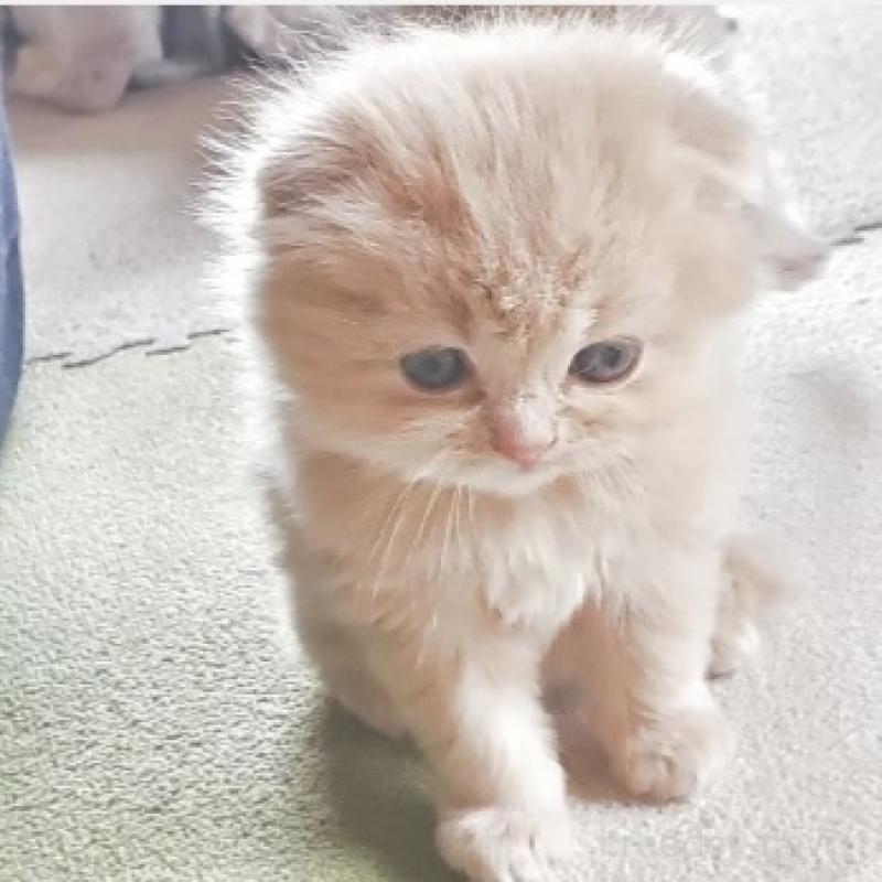 販売中の愛知県のスコティッシュフォールド-137365の3枚目