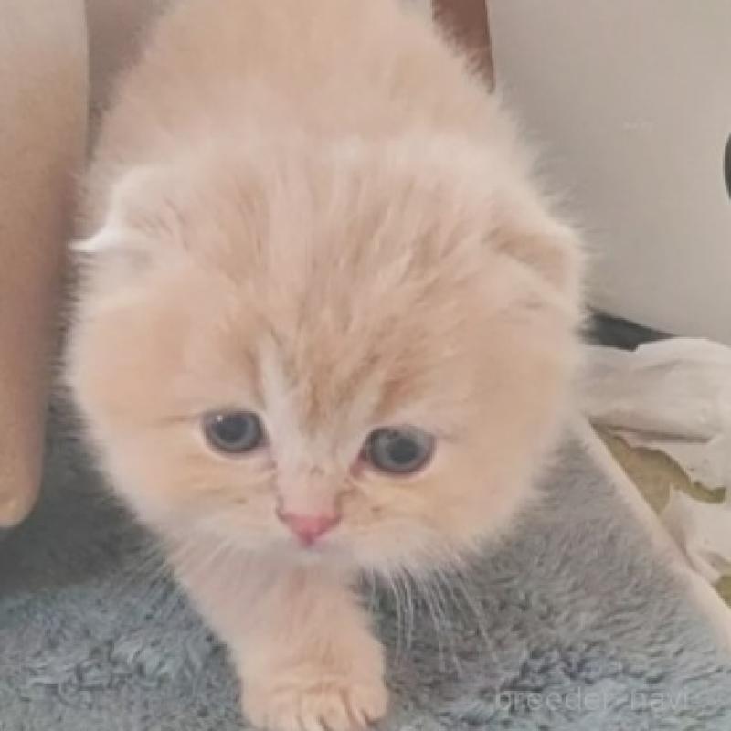 販売中の愛知県のスコティッシュフォールド-137365の2枚目