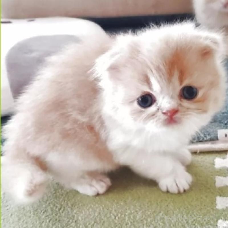 販売中の愛知県のスコティッシュフォールド-137366