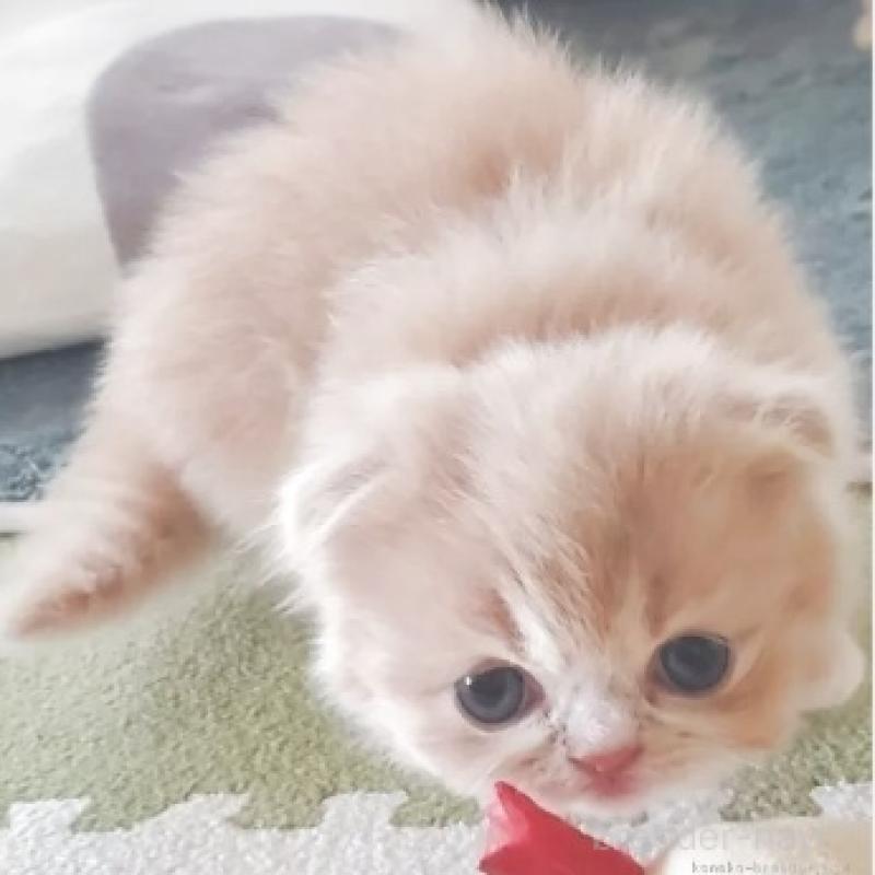 販売中の愛知県のスコティッシュフォールド-137366の4枚目