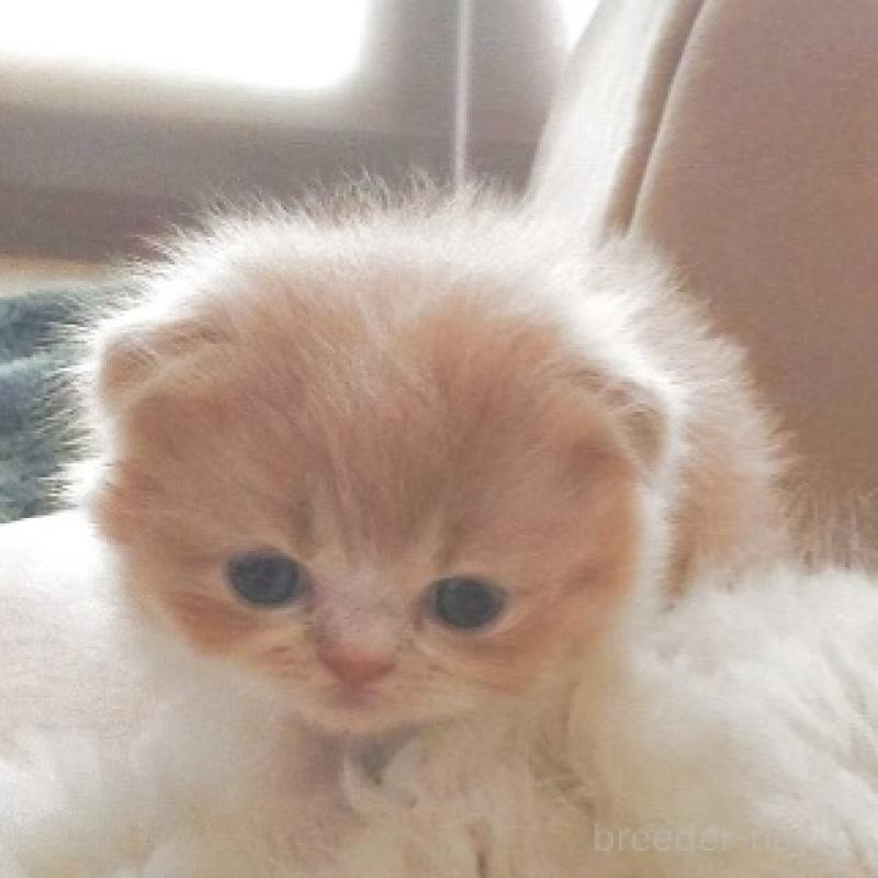 販売中の愛知県のスコティッシュフォールド-137366の3枚目