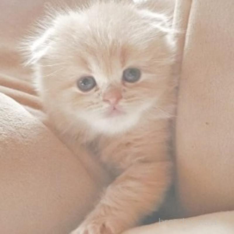 販売中の愛知県のスコティッシュフォールド-137367の1枚目