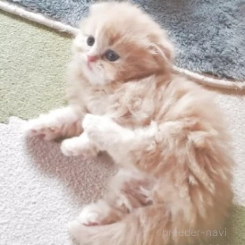 販売中の愛知県のスコティッシュフォールド-137367の3枚目