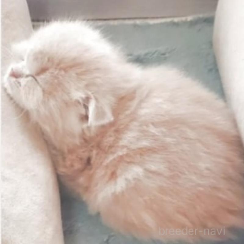 販売中の愛知県のスコティッシュフォールド-137367の2枚目