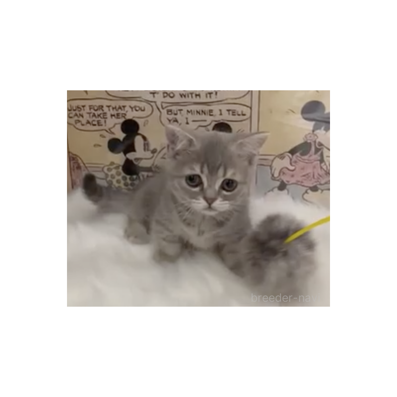 販売中の愛知県のミヌエット(短足)-137370の2枚目