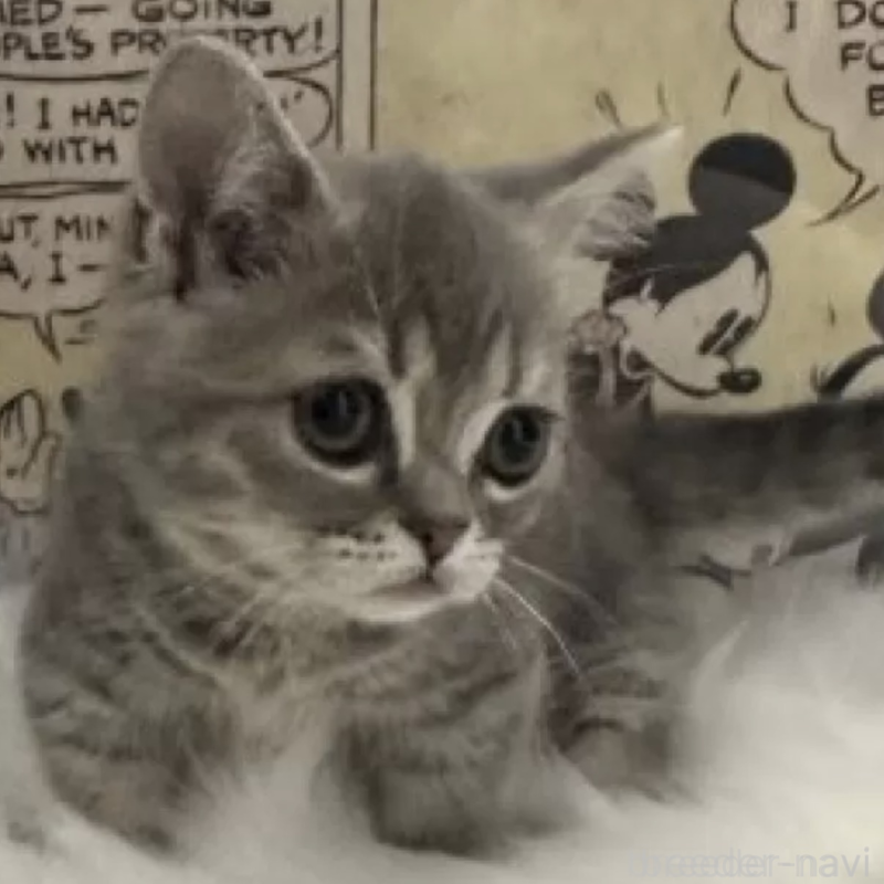 販売中の愛知県のミヌエット(短足)-137370