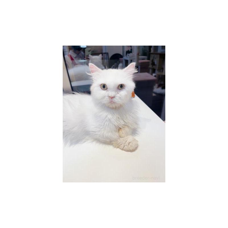 販売中の兵庫県のミヌエット-137371の4枚目