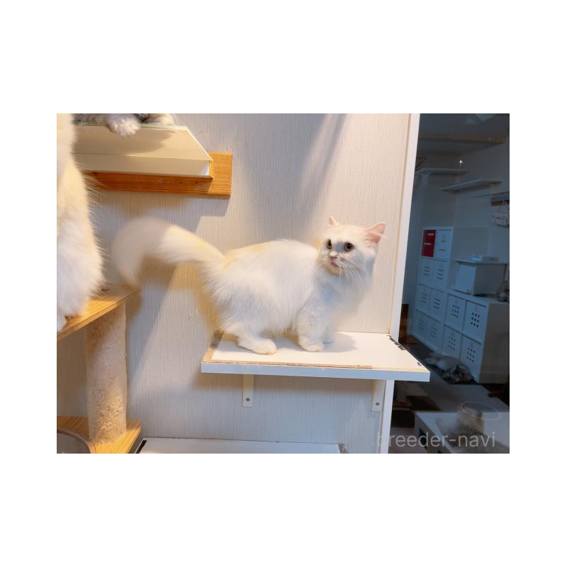 販売中の兵庫県のミヌエット-137371の3枚目