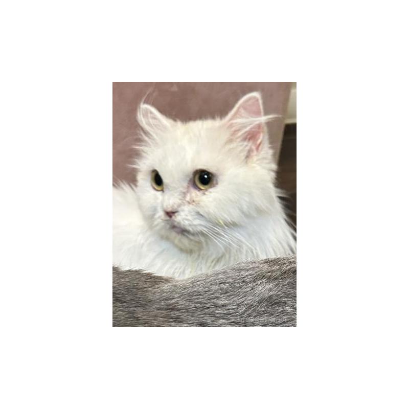 販売中の兵庫県のミヌエット-137371の2枚目