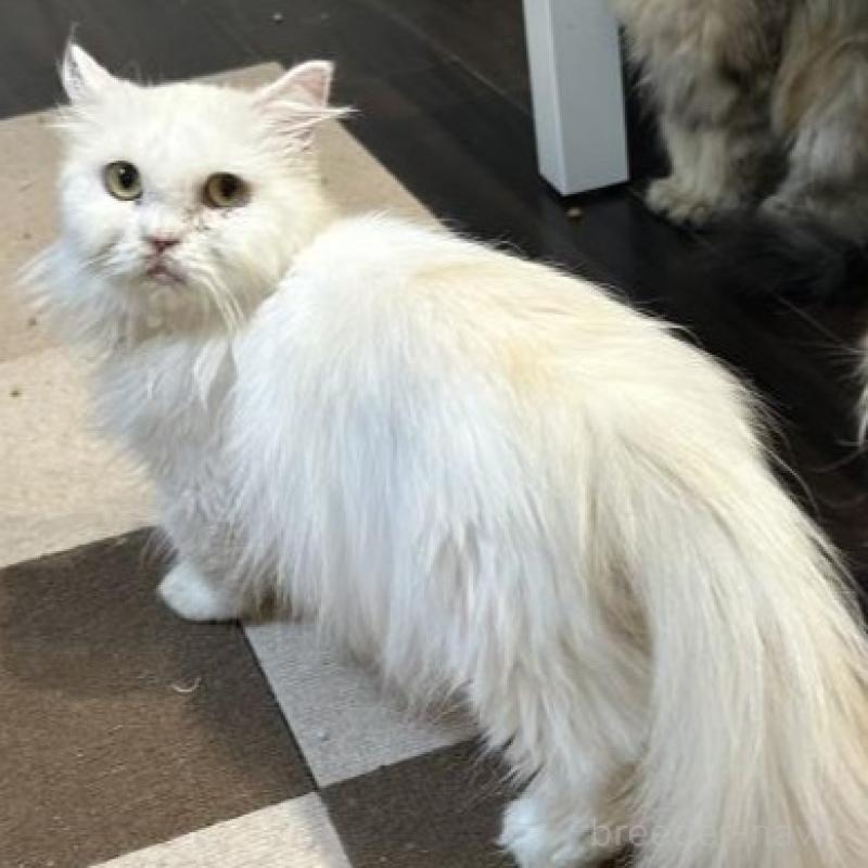 販売中の兵庫県のミヌエット-137371