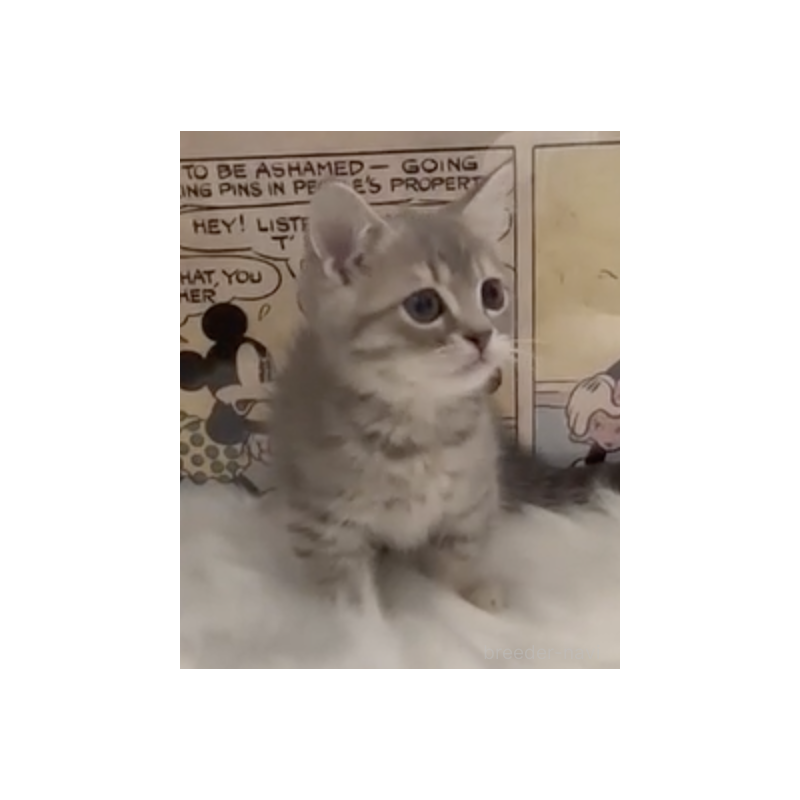 販売中の愛知県のミヌエット(短足)-137374の2枚目