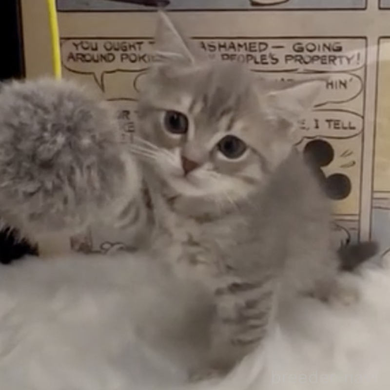 販売中の愛知県のミヌエット(短足)-137374