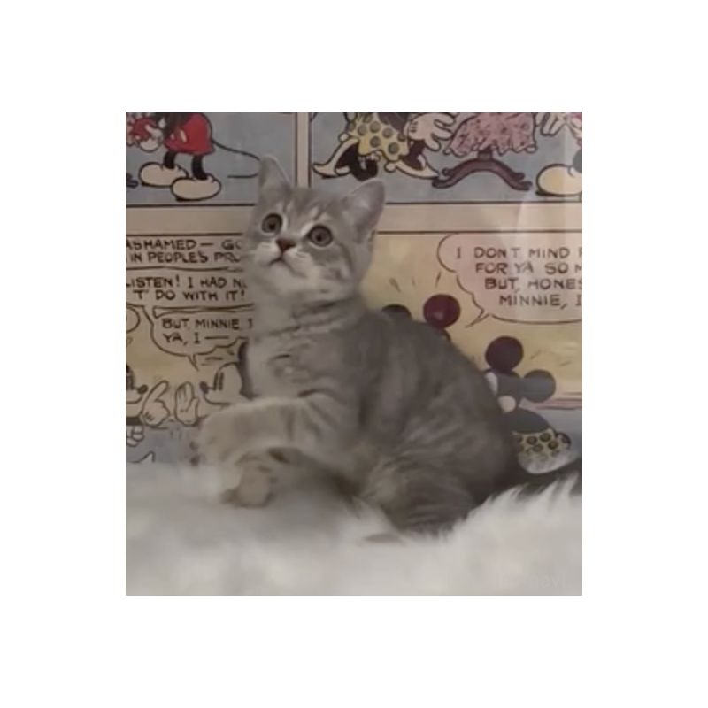 販売中の愛知県のミヌエット-137375の2枚目