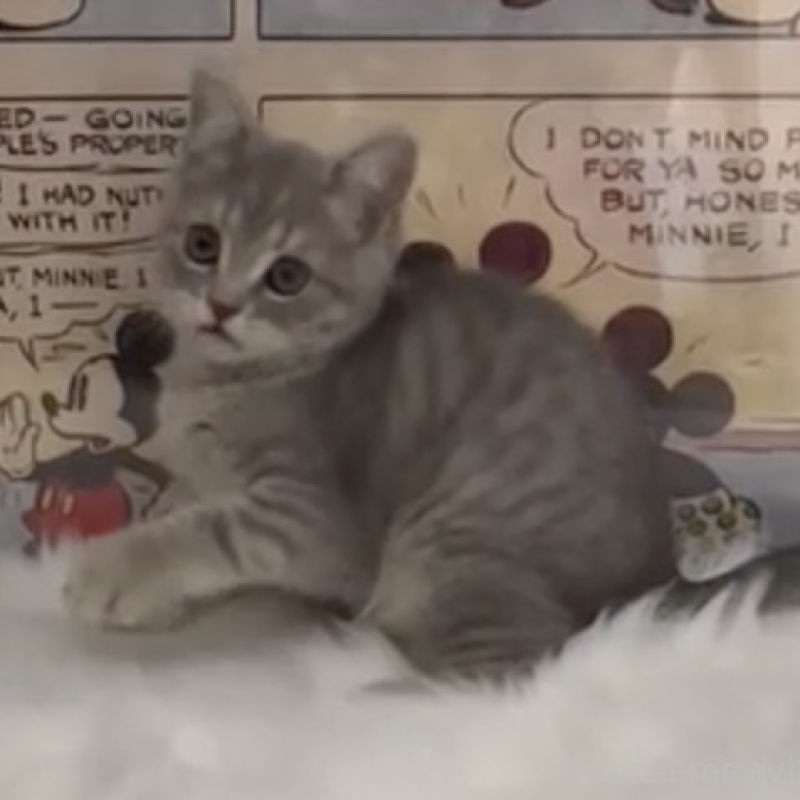 販売中の愛知県のミヌエット-137375