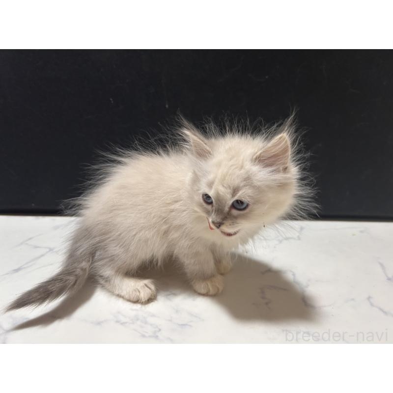 販売中の三重県のサイベリアン-137376の8枚目