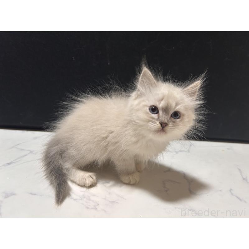 販売中の三重県のサイベリアン-137376の7枚目