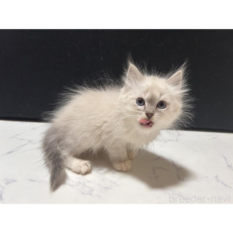 販売中の三重県のサイベリアン-137376の6枚目