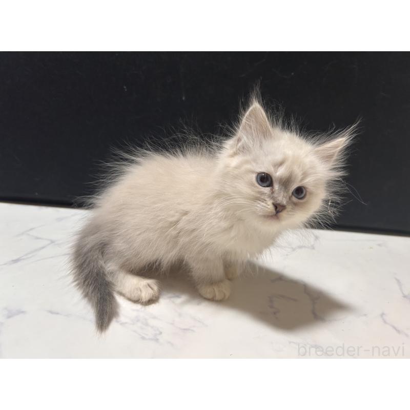 販売中の三重県のサイベリアン-137376の5枚目