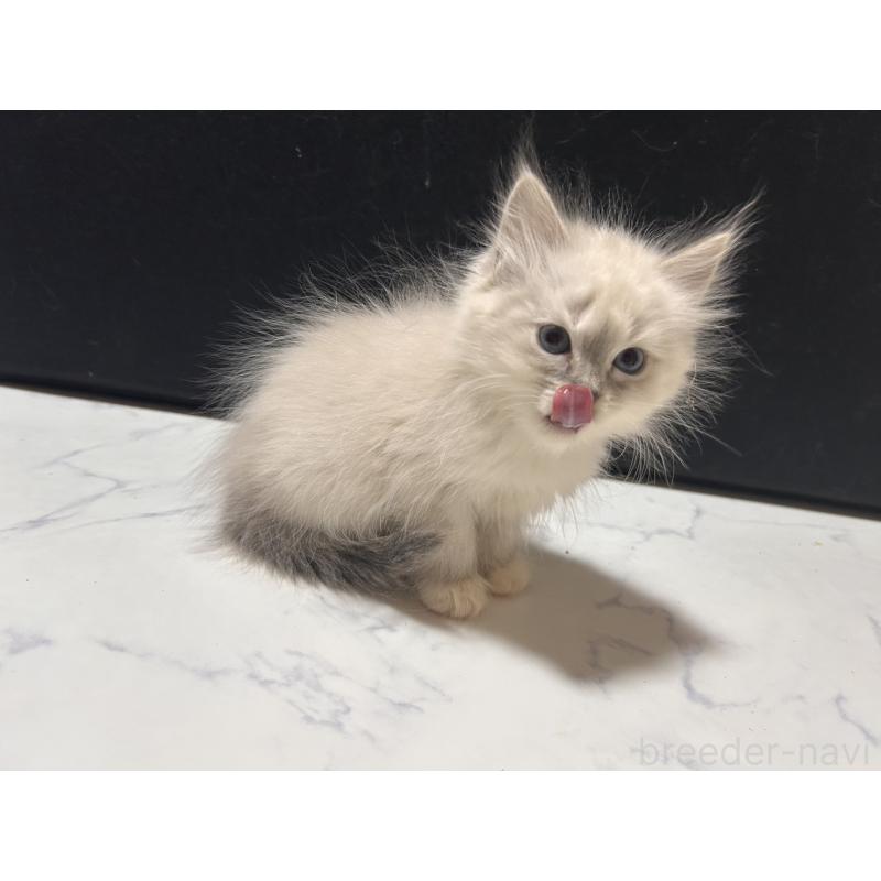 販売中の三重県のサイベリアン-137376の3枚目