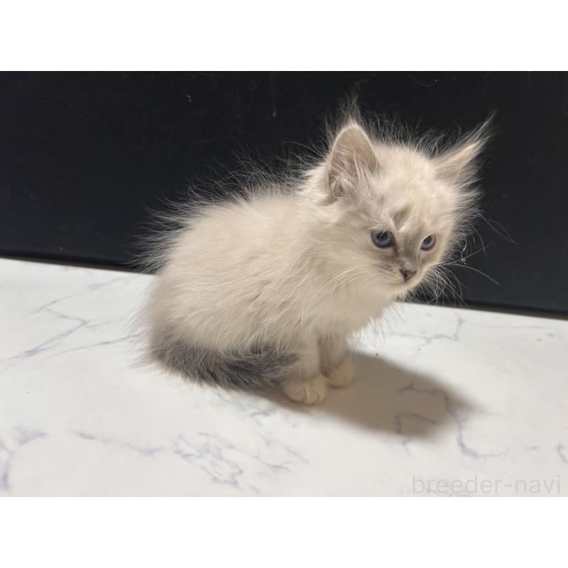 販売中の三重県のサイベリアン-137376の2枚目