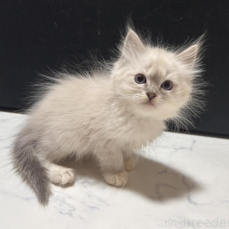 販売中の三重県のサイベリアン-137376の1枚目