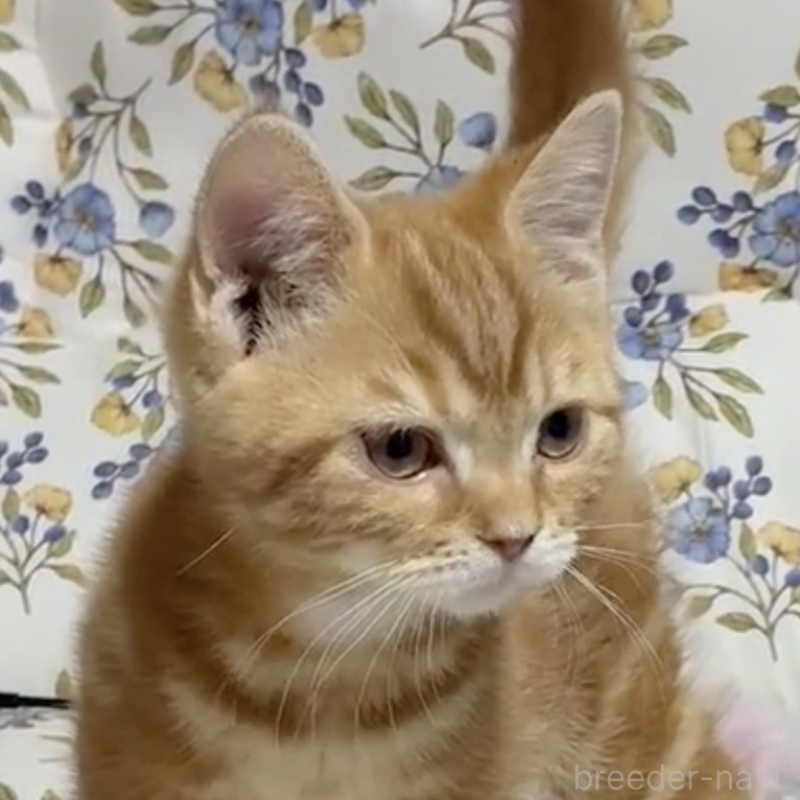 販売中の神奈川県のスコティッシュフォールド-137378の1枚目