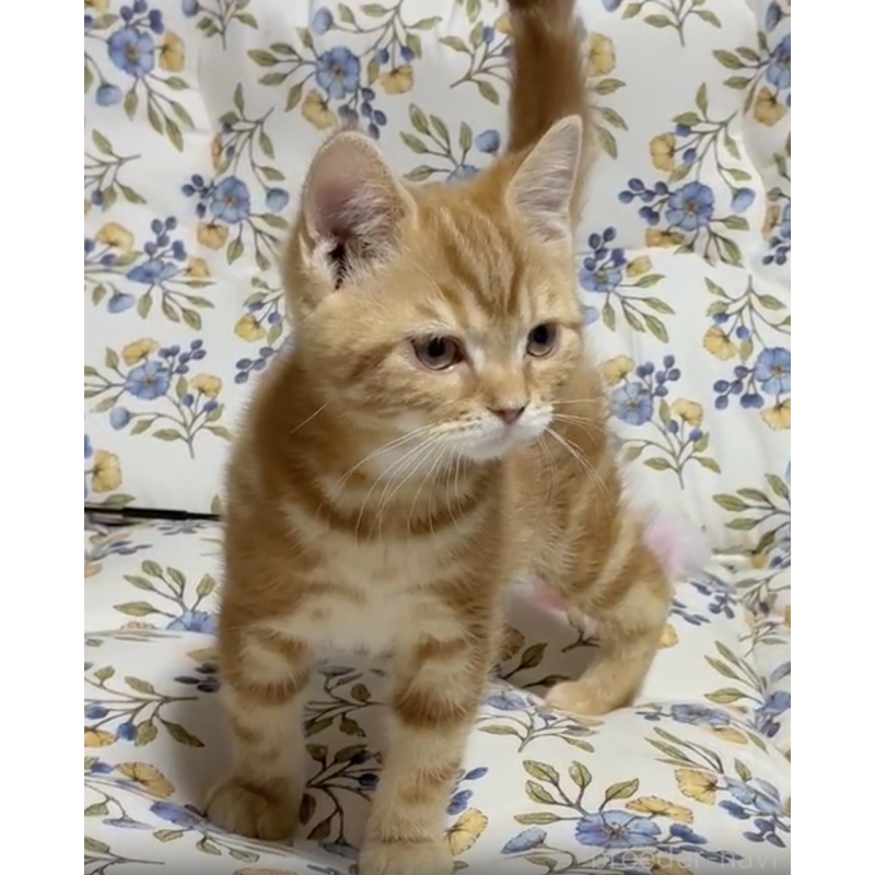 販売中の神奈川県のスコティッシュフォールド-137378の2枚目