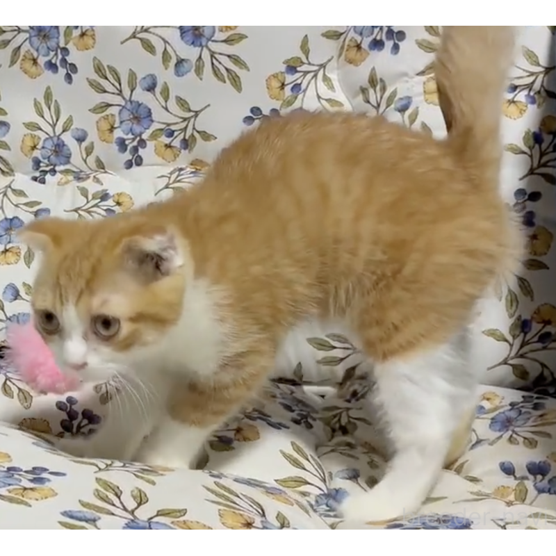 販売中の神奈川県のスコティッシュフォールド(折れ耳)-137383の3枚目