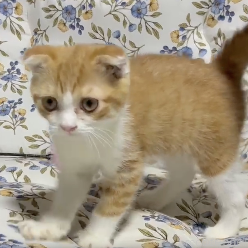 販売中の神奈川県のスコティッシュフォールド(折れ耳)-137383