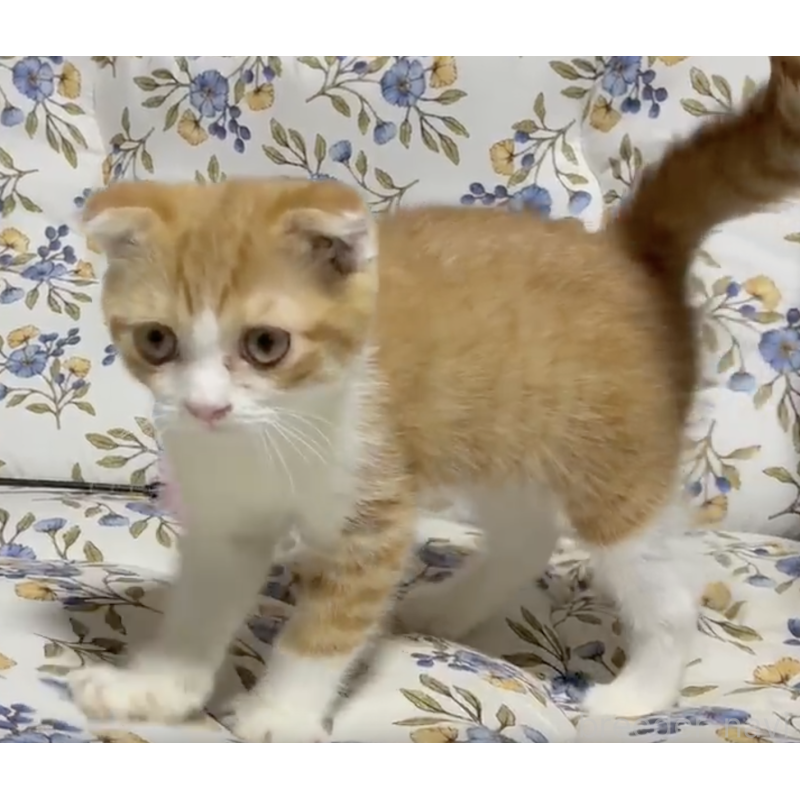 販売中の神奈川県のスコティッシュフォールド(折れ耳)-137383の2枚目