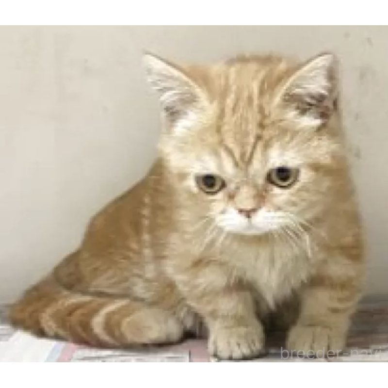 販売中の東京都のマンチカン(短足)-137390の3枚目