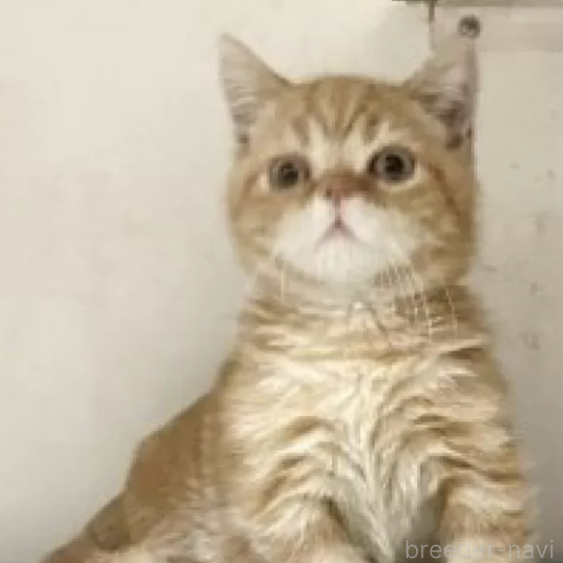 販売中の東京都のマンチカン(短足)-137390の1枚目