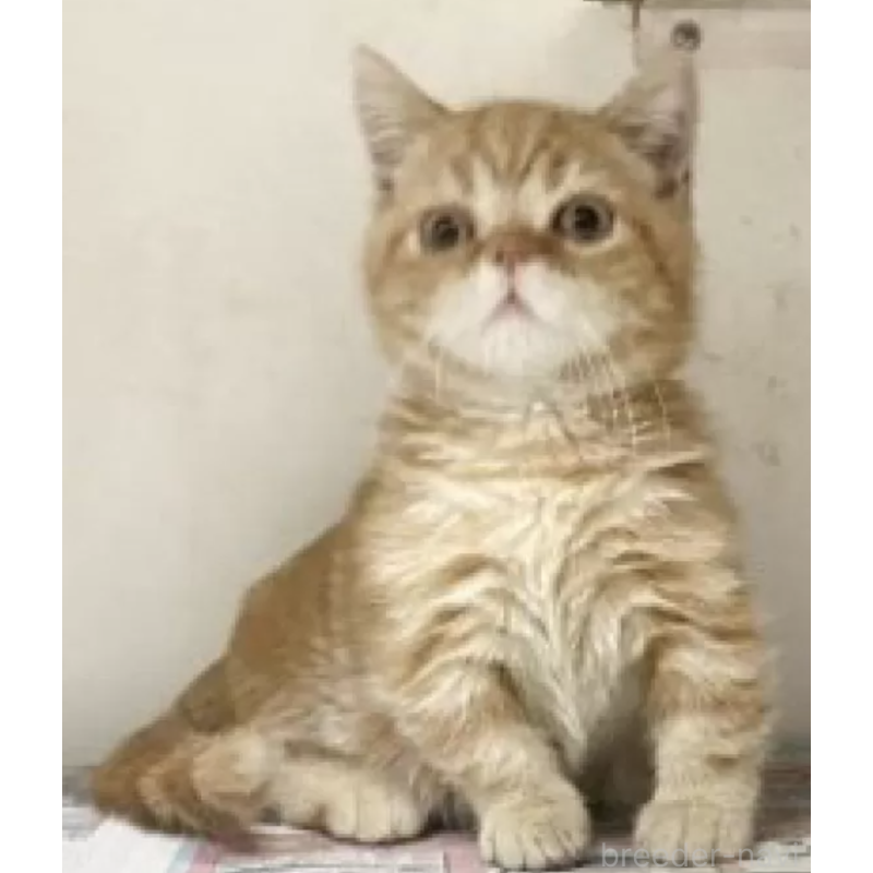 販売中の東京都のマンチカン(短足)-137390の2枚目