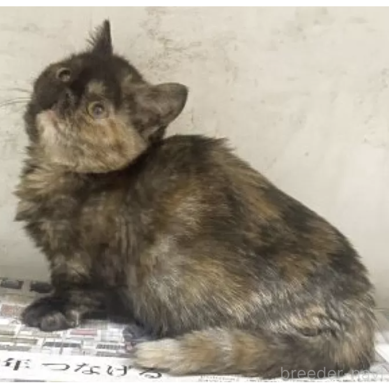 販売中の東京都のマンチカン(短足)-137391の3枚目