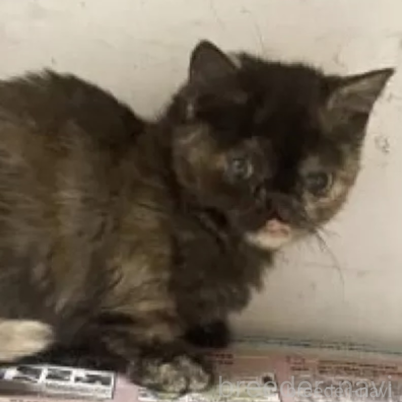 販売中の東京都のマンチカン(短足)-137391