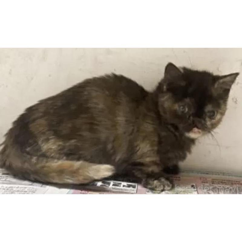 販売中の東京都のマンチカン(短足)-137391の2枚目