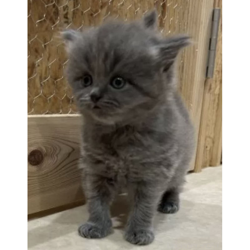 販売中の岐阜県のブリティッシュショートヘア-137392の3枚目