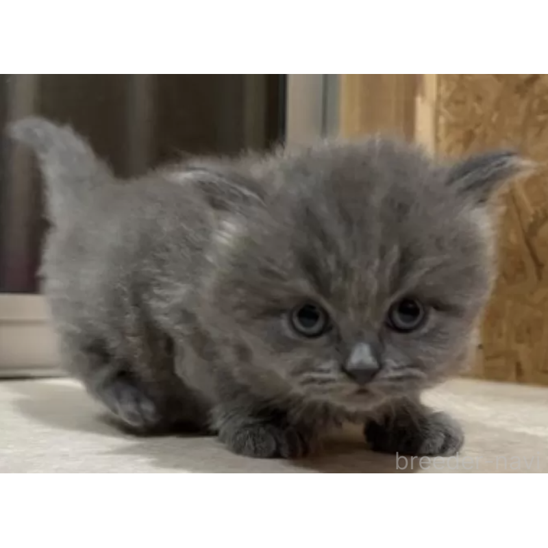 販売中の岐阜県のブリティッシュショートヘア-137392の2枚目