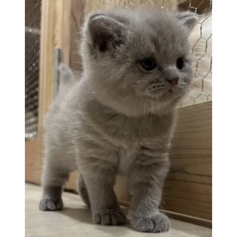 販売中の岐阜県のブリティッシュショートヘア-137393の3枚目