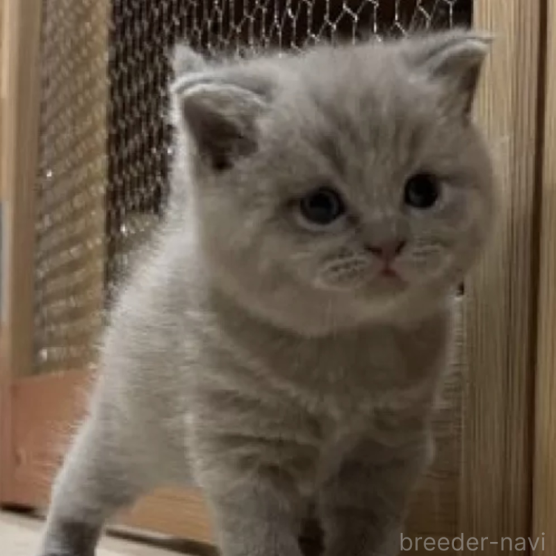 販売中の岐阜県のブリティッシュショートヘア-137393の1枚目