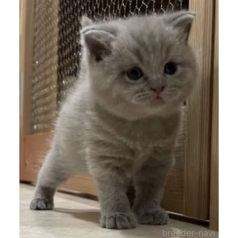 販売中の岐阜県のブリティッシュショートヘア-137393の2枚目