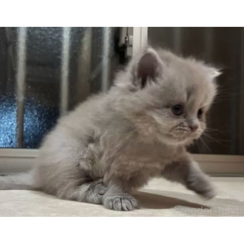 販売中の岐阜県のブリティッシュショートヘア-137394の3枚目