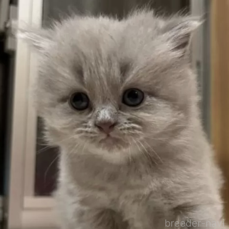 販売中の岐阜県のブリティッシュショートヘア-137394