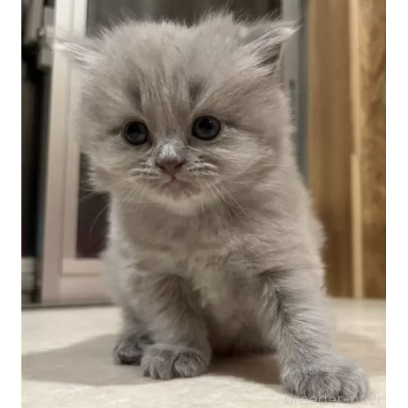 販売中の岐阜県のブリティッシュショートヘア-137394の2枚目