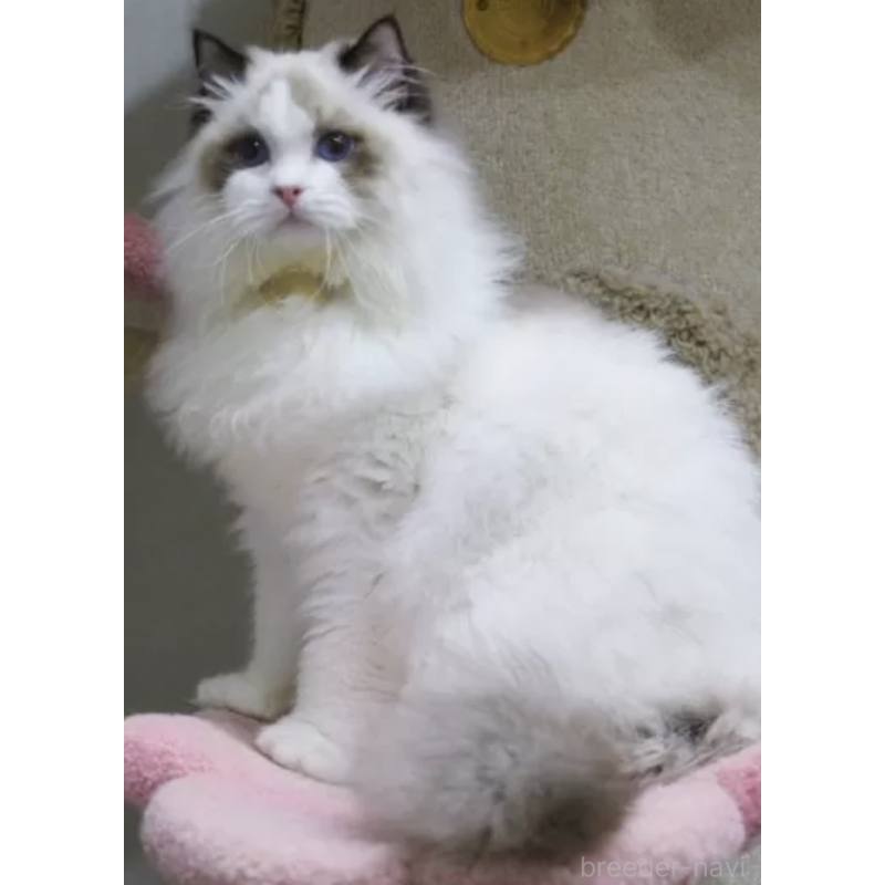 販売中の大阪府のラグドール-137395の3枚目