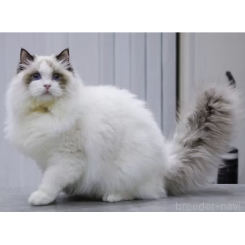 販売中の大阪府のラグドール-137395の2枚目