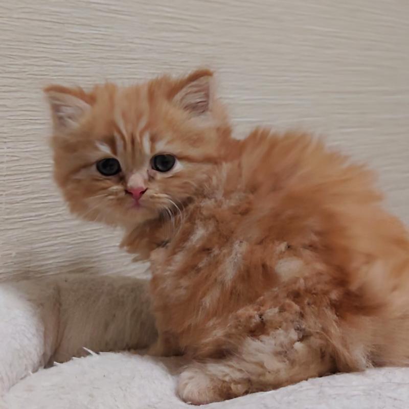 販売中の埼玉県のミヌエット-136382の13枚目